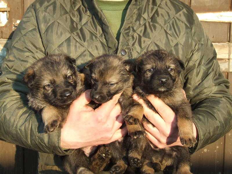 Kc Registered German Shepherd Puppies by HITCH ZUR KROMBACH (ipo3)