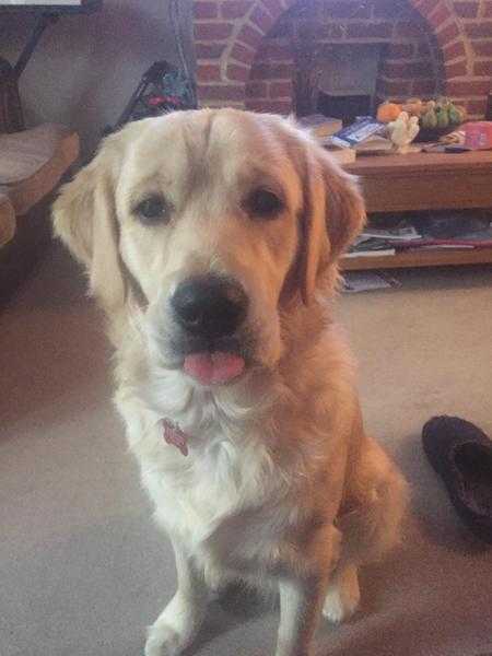 KC registered Golden Retriever 10 month old puppy 700