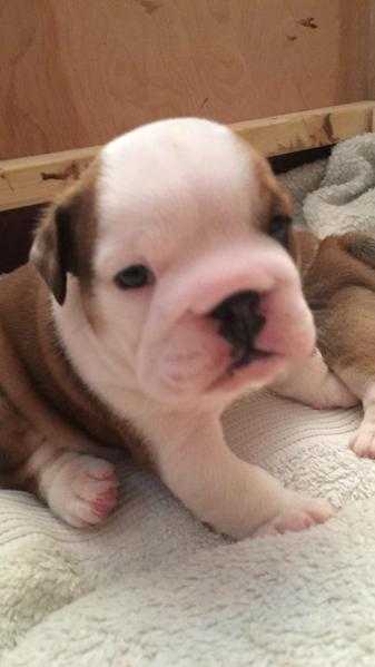 Kc registered huu clear English Bulldog puppies for sale