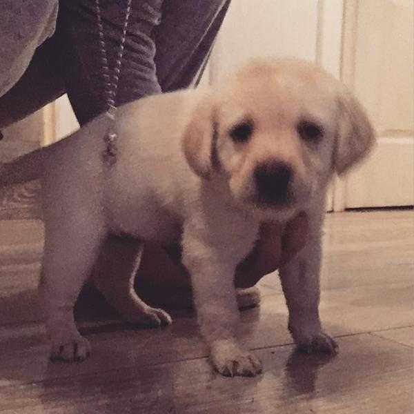 Kc registered Labrador puppies for sale