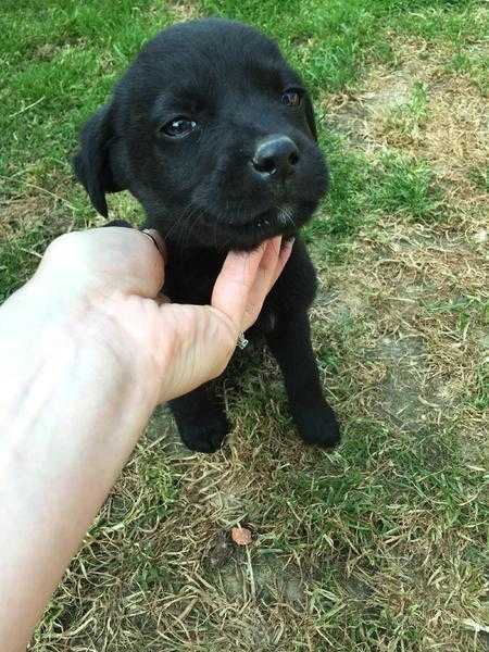 KC registered labrador puppies for sale