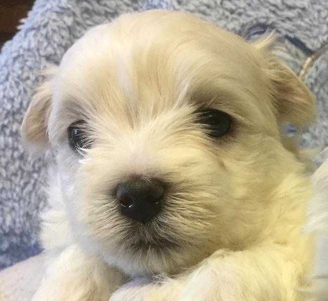 KC Registered Maltese Terriers