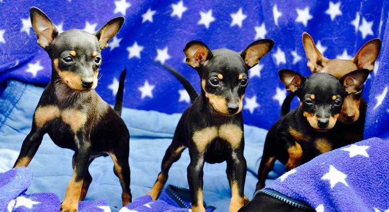 KC Registered Miniature Pinscher Puppies For Sale