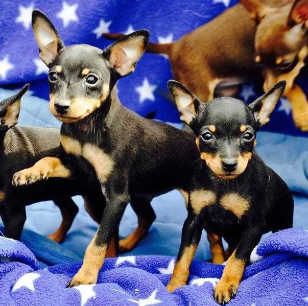 KC Registered Miniature Pinscher Puppies For Sale