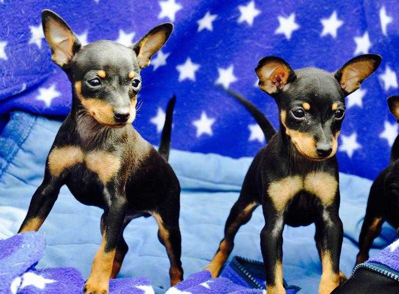 KC Registered Miniature Pinscher Puppies For Sale (Fully VaccinatedMicrochipped)