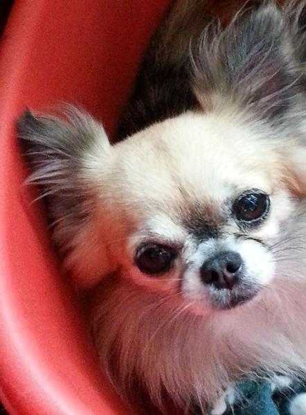 KC Registered Proven Chihuahua for stud duties