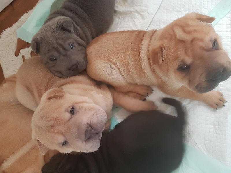 Kc registered puppies
