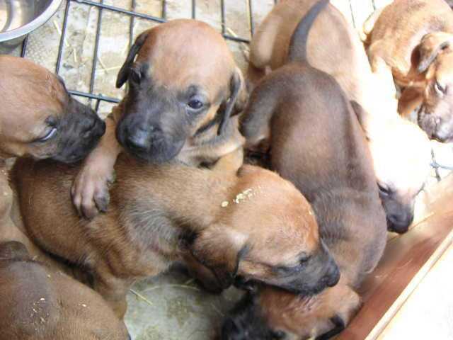 KC Registered Rhodesian Ridgeback puppy