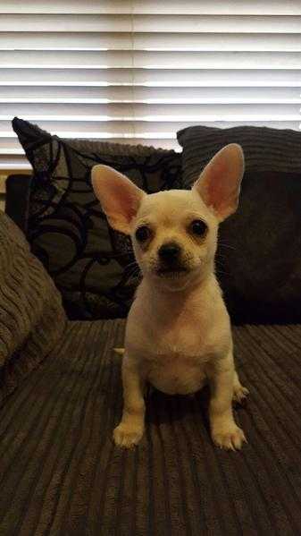 Kc registered smooth coat chihuhua puppies