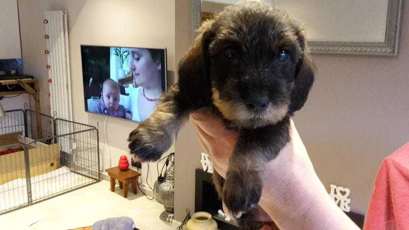 KC Registered Standard Wire Haired Puppies 3 Boys Left