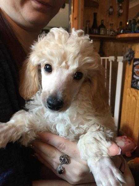 KC Registered Toy Poodle Puppies