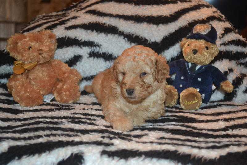 Kc Registered Toy Poodle Puppies
