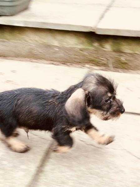 KC registered wire haired dachshund pups