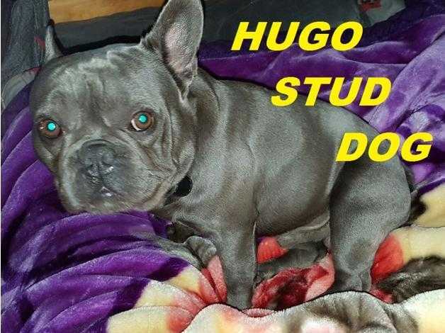 KC REG.SOLID BLUE FRENCH BULLDOG STUD  HC CLEAR