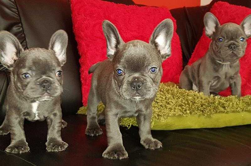 KC solid blue puppies 8 weeks old