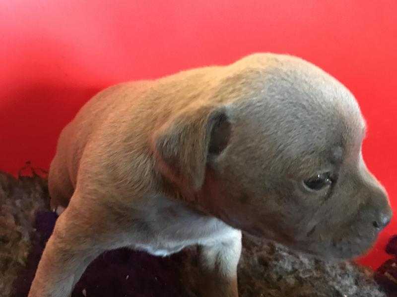 KC SOLID BLUE STAFFY PUPPIES FOR SALE