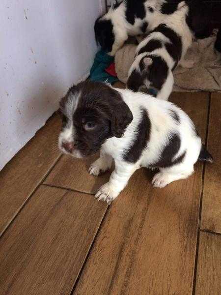 Kcreg springer spaniel pups dad is 4 th in British feild trial championship