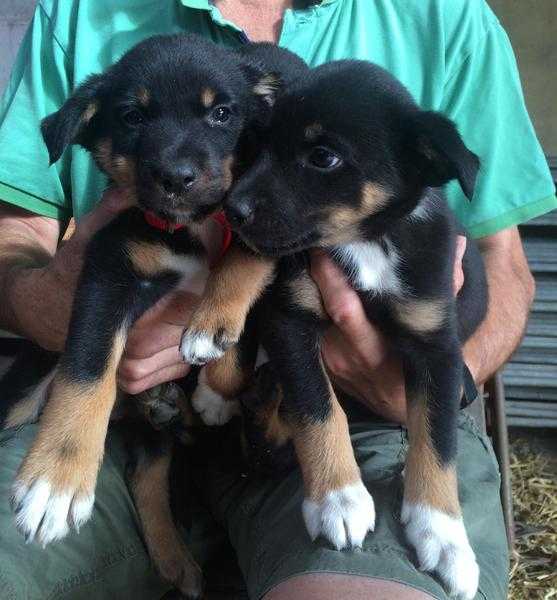 Kelpie x collie puppies for sale