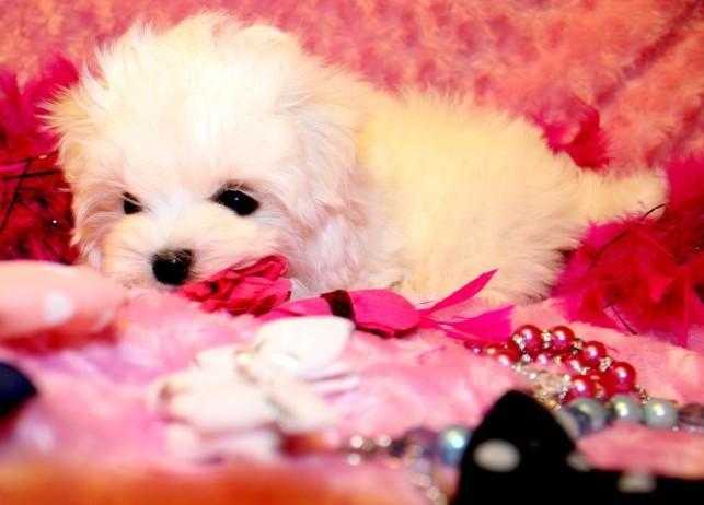 Kennel Club Reg. Tiny Show Quality Maltese Puppies For Sale