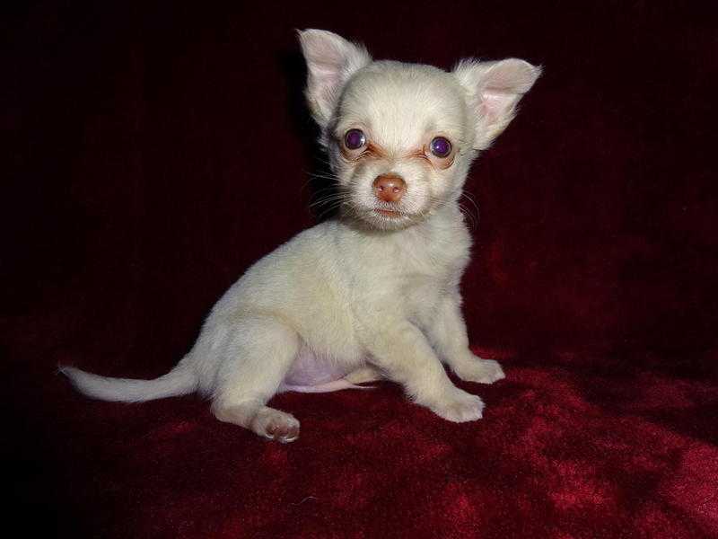 Kennel Club Registered Long Coat Chihuahua Boy