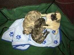 KENNEL CLUB registered pug puppies for sale ready to go now