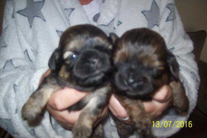 KENNEL CLUB SHIH TZU PUPS females