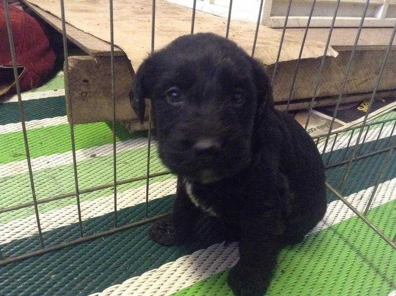 Kerry blue x springer Spaniel