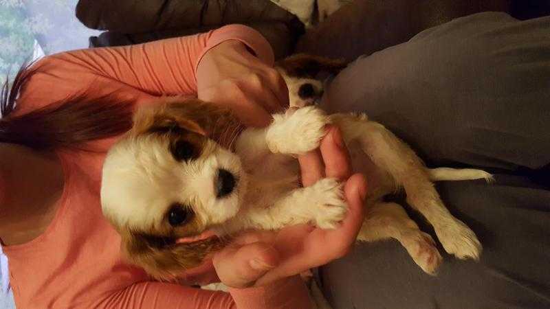 King charles cavalier pup