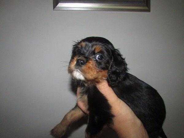 king charles puppies ONE PUP LEFT MALE