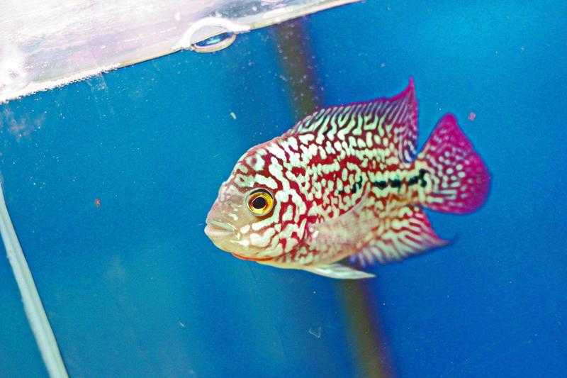 KINGKAMFA flowerhorn for sale - Super quality AAA