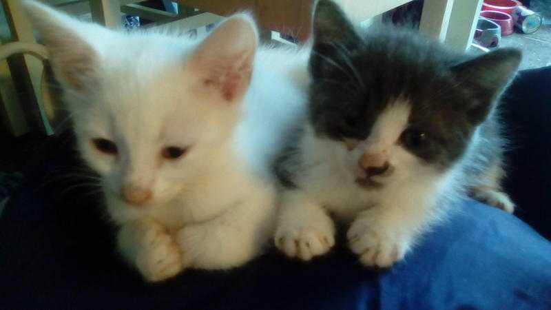 Kittens