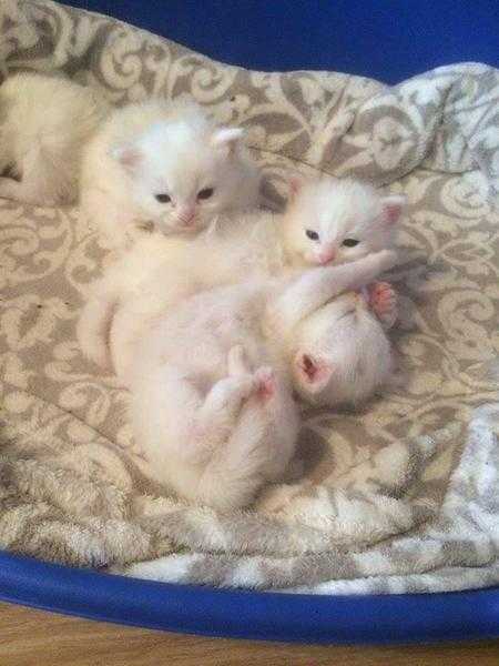 Kittens