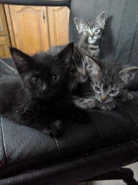 Kittens