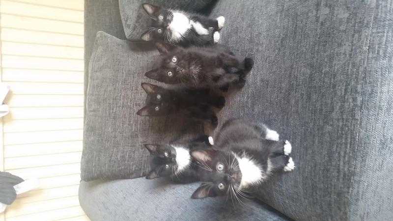 Kittens