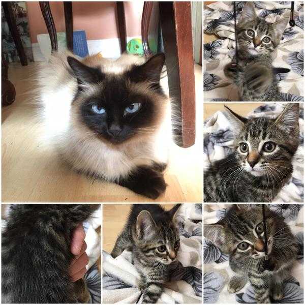 Kittens for sale