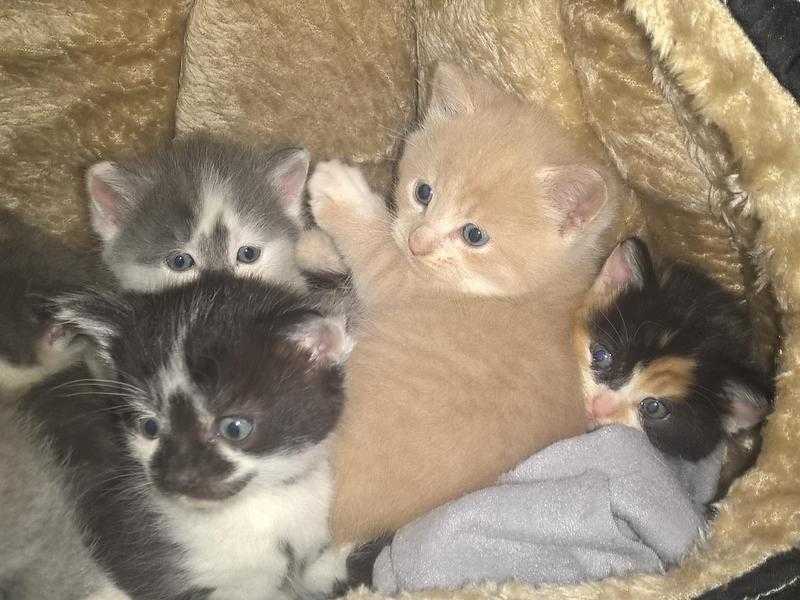 kittens for sale