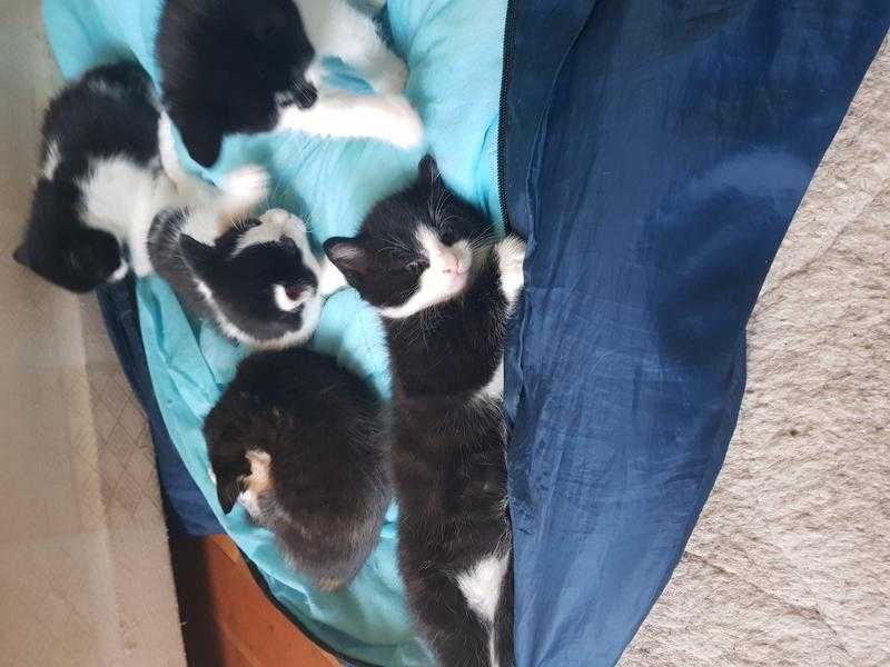 Kittens for sale