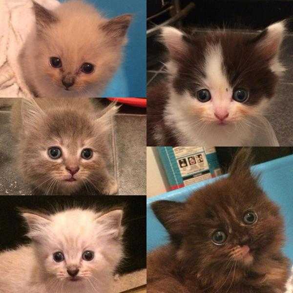 Kittens for sale