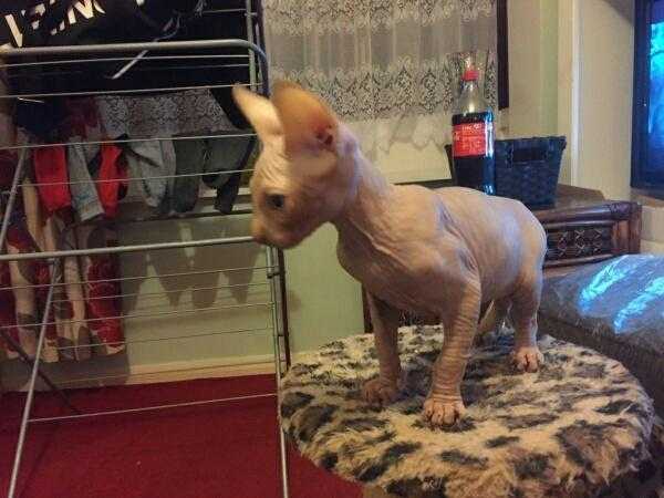 Kittens for sale Sphynx Canada