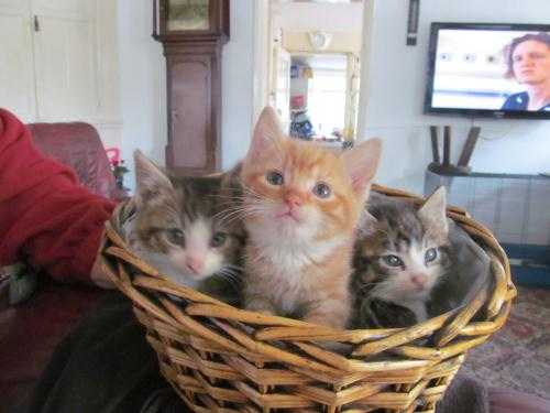 Kittens Ginger and White Boy Tabby and White Girl and Boy