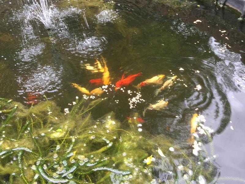 Koi and goldfish