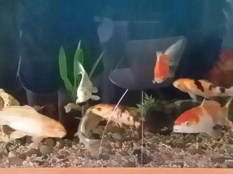 koi fish and fish tank for sale