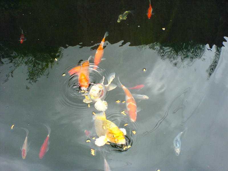 Koi (Japanese), Ghost  Mirror Koi, Large Orfe (18 - 24 inches)