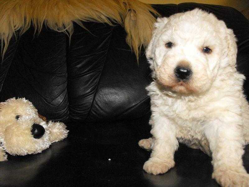 Komondor puppies from Hungary