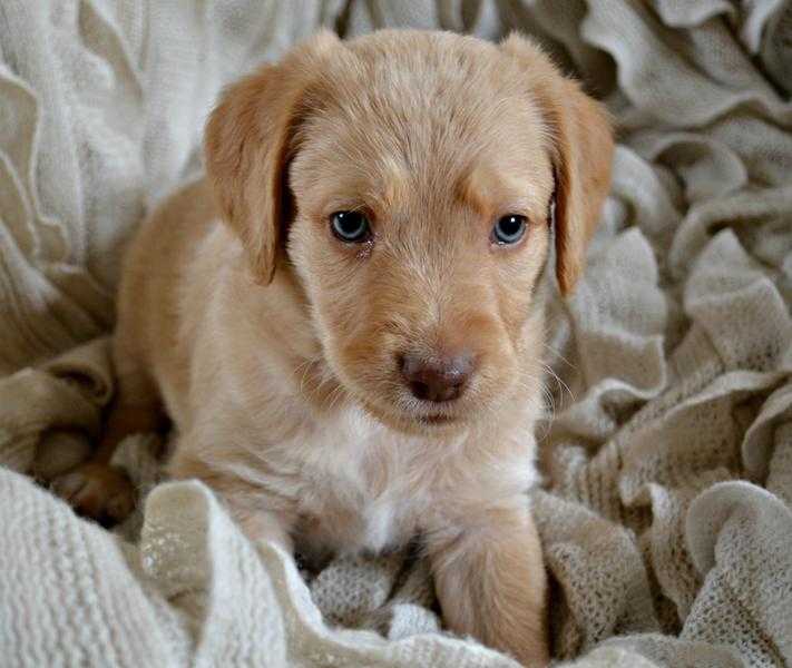 Labradoodle puppies