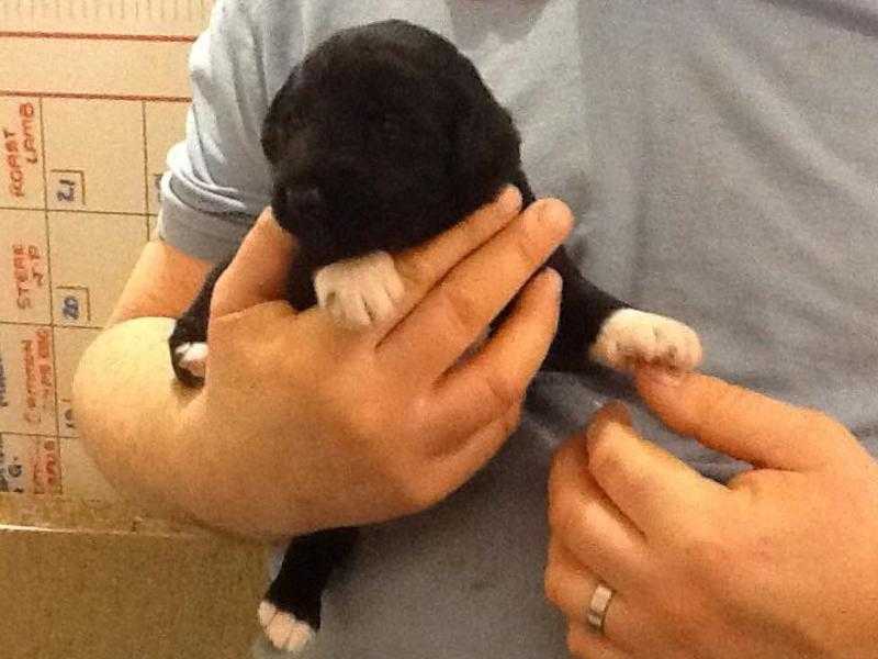 Labradoodle puppies ready to visit now F2