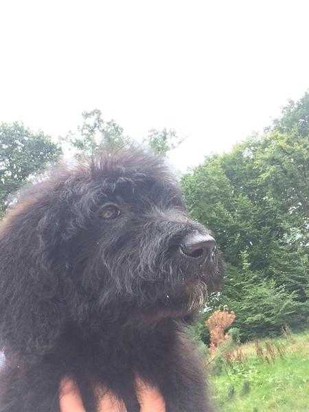 Labradoodle puppy 12 weeks old