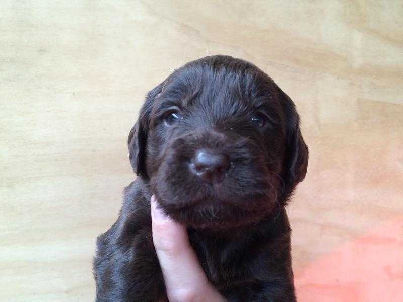 Labradoodles Miniature F1