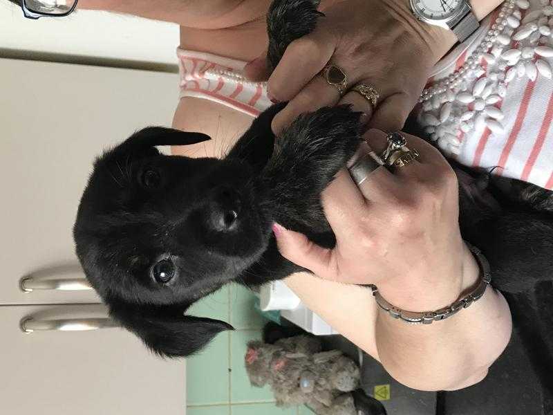 Labrador cross Alsatian puppies