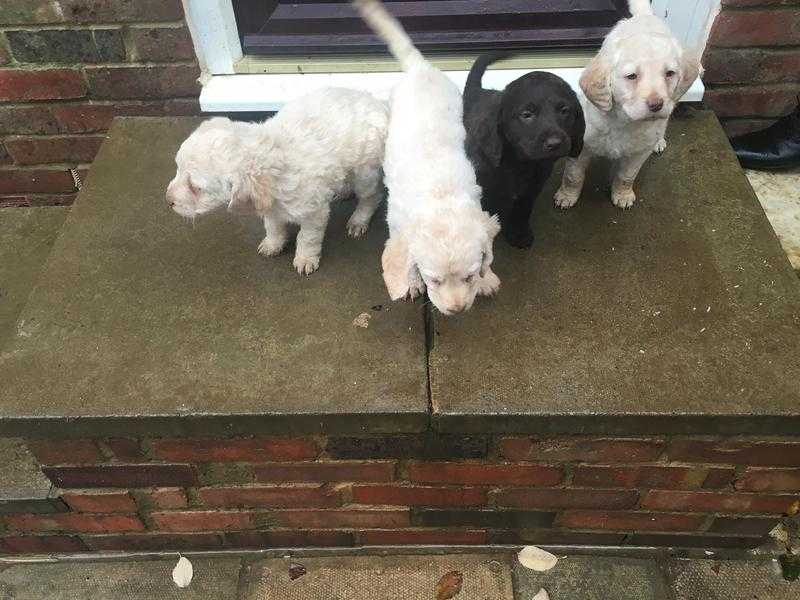 Labrador doodle puppies